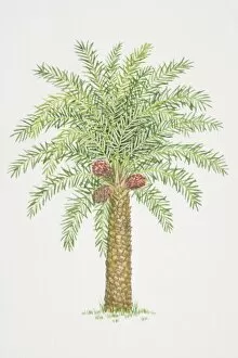 Images Dated 18th July 2006: Elaeis guineensis, African Oil Palm tree
