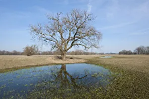 Elbe River floodplains with a Willow tree -Salix spp.-, after the snow melt, near Dessau-Rosslau Elbe River floodplains with a Willow tree -Salix spp.-, after the snow melt, near Dessau-Rosslau