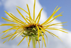 Elecampane or Horse-heal -Inula helenium- Elecampane or Horse-heal -Inula helenium-