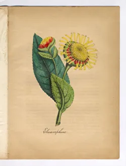 Elecamphane or Horse Heal Victorian Botanical Illustration Elecamphane or Horse Heal Victorian Botanical Illustration
