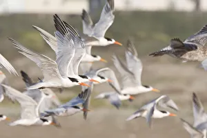 Elegant Tern Flock (Thalasseus elegans) flock Elegant Tern Flock (Thalasseus elegans) flock