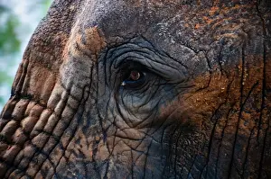 Elephants In Africa Prints: Elephant Eye