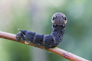 Elephant Hawk-moth -Deilephila elpenor-, caterpillar, Natters, Tyrol, Austria Elephant Hawk-moth -Deilephila elpenor-, caterpillar, Natters, Tyrol, Austria