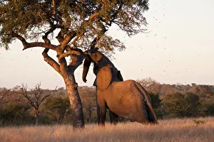 Elephant push marula tree high leaves falling to break Elephant push marula tree high leaves falling to break