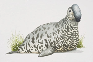 Elephant Seal (Mirounga angustirostris), light grey spotted seal with a trunk-like nose Elephant Seal (Mirounga angustirostris), light grey spotted seal with a trunk-like nose