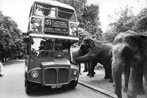 Three Elephants Boarding a Bus Print, 1980