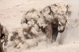 Namibian Desert Landscapes Prints: Elephants in dust