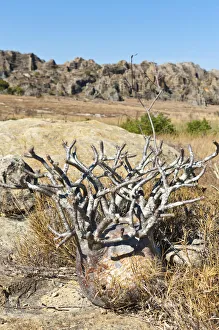 Elephants Foot Plant -Pachypodium rosulatum-, Isalo National Park, at Ranohira, Madagascar Elephants Foot Plant -Pachypodium rosulatum-, Isalo National Park, at Ranohira, Madagascar