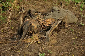 One of the elephants killed by Sudanese poachers on 5 March 2012, Bouba-Ndjida National Park, Cameroon, Central Africa, Africa One of the elephants killed by Sudanese poachers on 5 March 2012, Bouba-Ndjida National Park, Cameroon, Central Africa, Africa