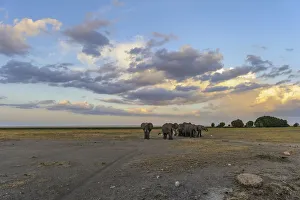 Elephants in landscape at sunset waiting to cross road, Amboseli National Park, Kenya Elephants in landscape at sunset waiting to cross road, Amboseli National Park, Kenya