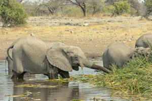 Elephants standing in the water drinking, African Elephants -Loxodonta africana Elephants standing in the water drinking, African Elephants -Loxodonta africana