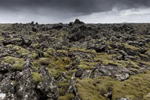 Elongate Rock Moss -Niphotrichum elongatum- growing in a lava field, Reykjanesskagi Elongate Rock Moss -Niphotrichum elongatum- growing in a lava field, Reykjanesskagi