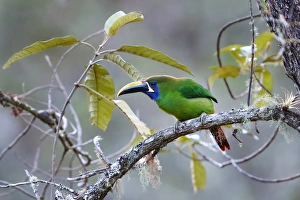 Nature wildlife/jim cumming photography/emerald toucanet aulacorhynchus prasinus Nature wildlife/jim cumming photography/emerald toucanet aulacorhynchus prasinus