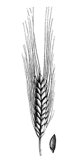 Emmer wheat, farro or hulled wheat (triticum amyleum) Emmer wheat, farro or hulled wheat (triticum amyleum)