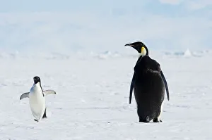Emperor and AdA lie Penguins, Antarctica Emperor and AdA lie Penguins, Antarctica