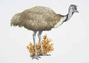 Emu, Dromaius novaehollandiae, brown tall bird Emu, Dromaius novaehollandiae, brown tall bird