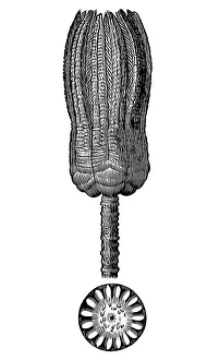 Encrinus liliiformis fossil from the Devonian Period Encrinus liliiformis fossil from the Devonian Period