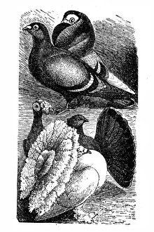 English Carrier and English Fantail pigeon English Carrier and English Fantail pigeon