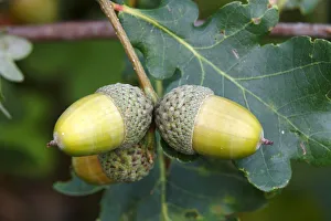 English Oak -Quercus robur-, twig with acorns and leaves, Neunkirchen in Siegerland English Oak -Quercus robur-, twig with acorns and leaves, Neunkirchen in Siegerland