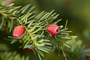 English Yew or European Yew -Taxus baccata-, branch with fruit, Geneva, Canton of Geneva English Yew or European Yew -Taxus baccata-, branch with fruit, Geneva, Canton of Geneva