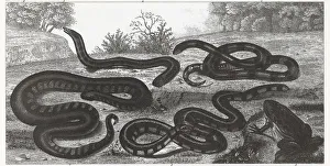 Engraving of reptiles and amphibians from Iconographic Encyclopedia of Science Engraving of reptiles and amphibians from Iconographic Encyclopedia of Science