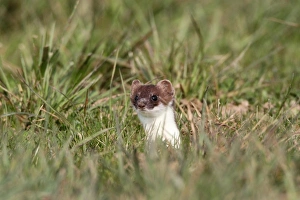 Ermine, short-tailed weasel -Mustela erminea-, with summer coat, looking out of its den Ermine, short-tailed weasel -Mustela erminea-, with summer coat, looking out of its den