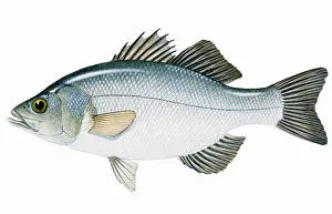 Estuary Perch (Macquaria colonorum), species of Percichthyidae family Estuary Perch (Macquaria colonorum), species of Percichthyidae family