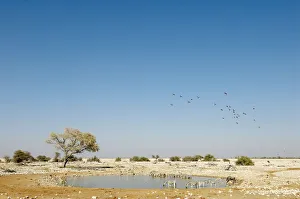 Etosha National Park, Field, Generic Location, Horizon Over Land, Horizontal, Landscape Etosha National Park, Field, Generic Location, Horizon Over Land, Horizontal, Landscape