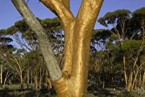 Eucalyptus salubris trees in evening, Australia Eucalyptus salubris trees in evening, Australia