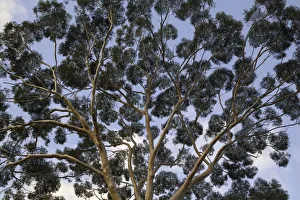 Eucalyptus tree trunk canopy, evening, Australia Eucalyptus tree trunk canopy, evening, Australia