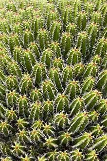 Euphorbia echinus, spurge species, native to Morocco Euphorbia echinus, spurge species, native to Morocco
