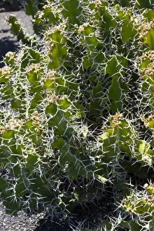 Euphorbia grandicornis, spurge species, native to East Africa Euphorbia grandicornis, spurge species, native to East Africa