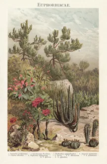 Euphorbiaceae, lithograph, published in 1897 Euphorbiaceae, lithograph, published in 1897