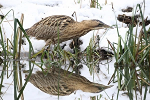 Eurasian Bittern or Great Bittern (Botaurus stellaris) in the snow, with reflection in the water Eurasian Bittern or Great Bittern (Botaurus stellaris) in the snow, with reflection in the water