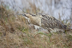 Eurasian Bittern or Great Bittern -Botaurus stellaris-, Burgenland, Austria Eurasian Bittern or Great Bittern -Botaurus stellaris-, Burgenland, Austria