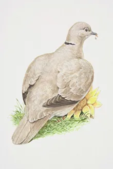Eurasian Collared Dove (Streptopelia decaocto), illustration of pigeon like bird Eurasian Collared Dove (Streptopelia decaocto), illustration of pigeon like bird