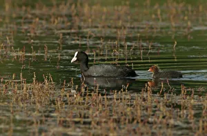 Eurasian Coot -Fulica atra- adult bird with a chick, Mecklenburg-Western Pomerania Eurasian Coot -Fulica atra- adult bird with a chick, Mecklenburg-Western Pomerania