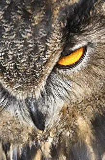 Images Dated 13th April 2005: Eurasian Eagle Owl
