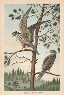 Eurasian hobby, chromolithograph, published in 1896 Eurasian hobby, chromolithograph, published in 1896