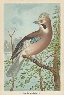 Eurasian jay (Garrulus glandarius), chromolithograph, published in 1896 Eurasian jay (Garrulus glandarius), chromolithograph, published in 1896