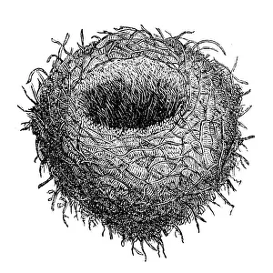 The Eurasian jay (Garrulus glandarius) nest The Eurasian jay (Garrulus glandarius) nest