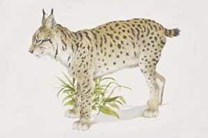 Images Dated 5th July 2006: Eurasian Lynx (felis lynx), side view