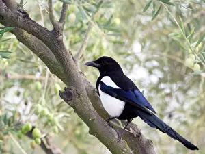 Eurasian Magpie / European Magpie / Common Magpie , standing on a branch . Spain, Europe Eurasian Magpie / European Magpie / Common Magpie , standing on a branch . Spain, Europe