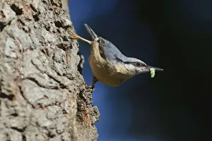 Eurasian Nuthatch -Sitta europaea-, perched on an oak tree, with caterpillar Eurasian Nuthatch -Sitta europaea-, perched on an oak tree, with caterpillar