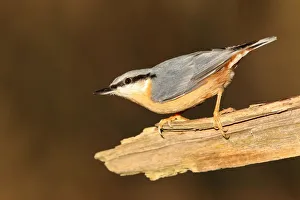 Eurasian nuthatch (Sitta europaea), Hesse, Germany Eurasian nuthatch (Sitta europaea), Hesse, Germany