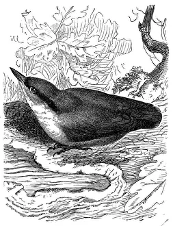 Eurasian nuthatch or wood nuthatch (Sitta europaea) Eurasian nuthatch or wood nuthatch (Sitta europaea)