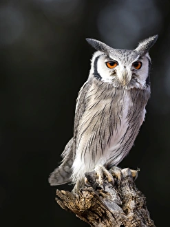 Eurasian Scops Owl perched on an old trunk of tree hunting. Spain Eurasian Scops Owl perched on an old trunk of tree hunting. Spain