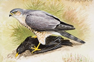 Collections/dorling kindersley prints/eurasian sparrowhawk accipiter nisus Collections/dorling kindersley prints/eurasian sparrowhawk accipiter nisus