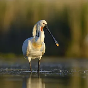 Eurasian Spoonbill or Common Spoonbill (Platalea leucorodia Eurasian Spoonbill or Common Spoonbill (Platalea leucorodia