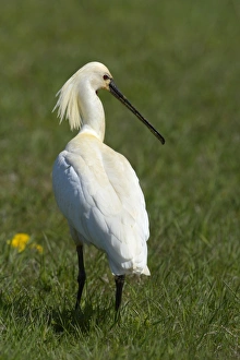 Eurasian Spoonbill or Common Spoonbill -Platalea leucorodia-, Waal en Burg nature reserve, Texel, West Frisian Islands Eurasian Spoonbill or Common Spoonbill -Platalea leucorodia-, Waal en Burg nature reserve, Texel, West Frisian Islands